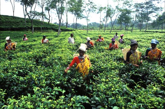 Farming in Bangladesh